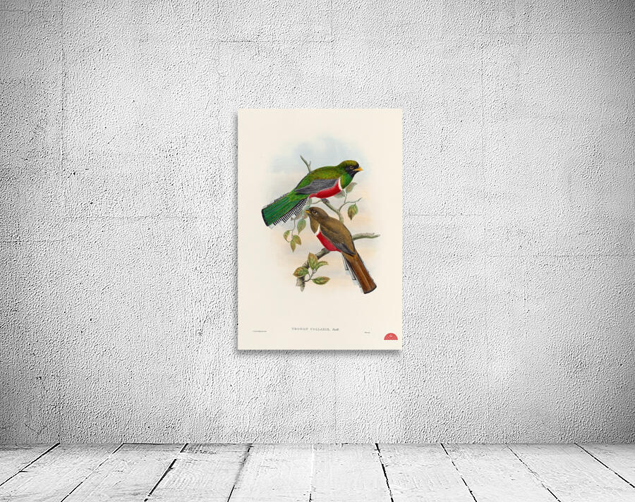 John Gould trogons 041 Wall Preview