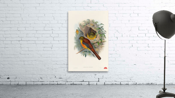 John Gould trogons 026 Wall Preview