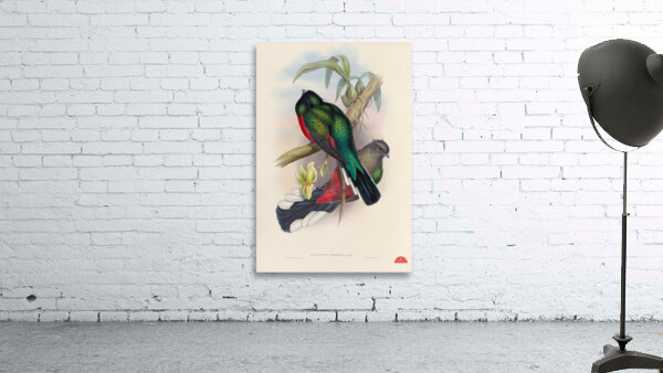 John Gould trogons 004 Wall Preview