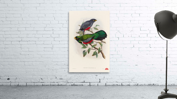 John Gould trogons 033 Wall Preview