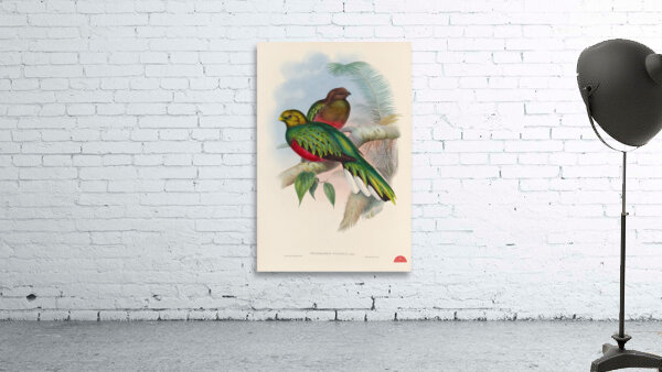 John Gould trogons 002 Wall Preview