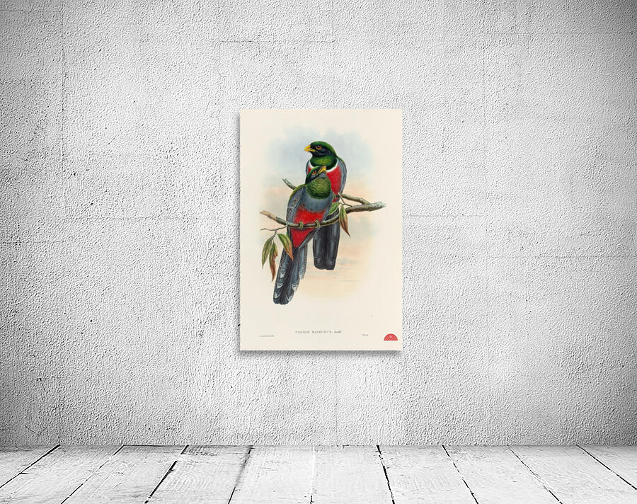 John Gould trogons 044 Wall Preview
