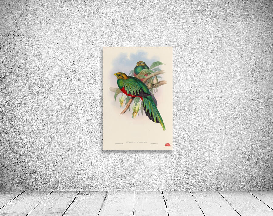 John Gould trogons 003 Wall Preview