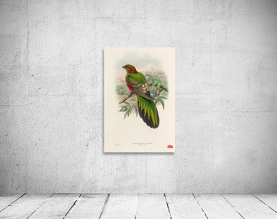 John Gould trogons 038 Wall Preview