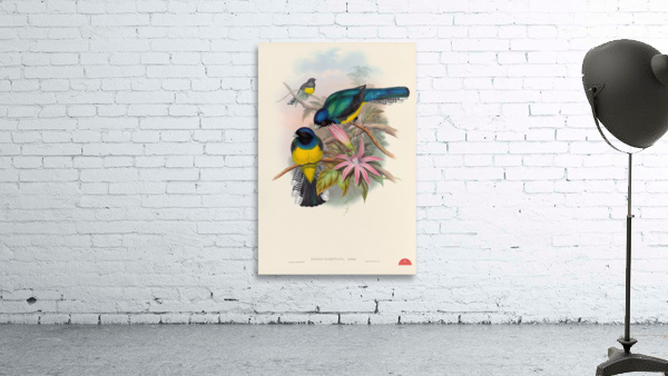 John Gould trogons 008 Wall Preview