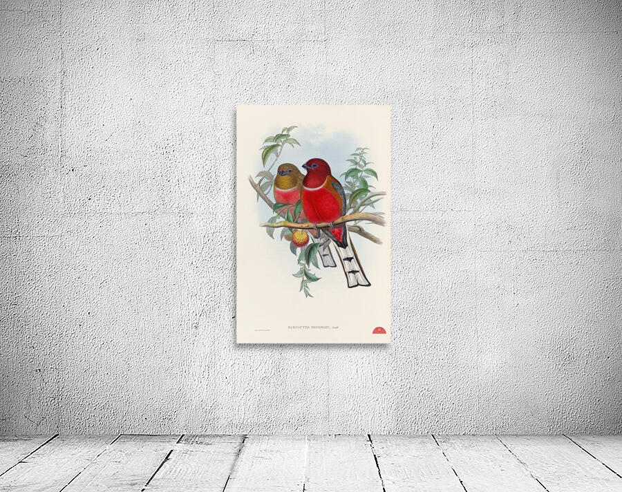 John Gould trogons 021 Wall Preview