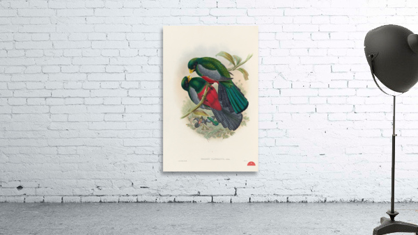 John Gould trogons 029 Wall Preview