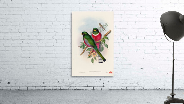 John Gould trogons 016 Wall Preview