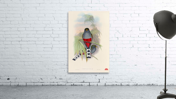 John Gould trogons 010 Wall Preview