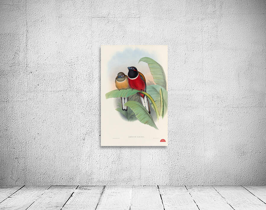 John Gould trogons 023 Wall Preview