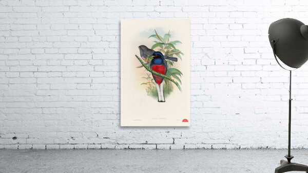 John Gould trogons 017 Wall Preview