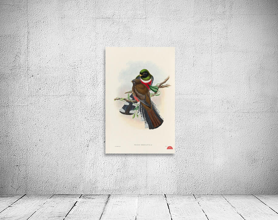 John Gould trogons 028 Wall Preview