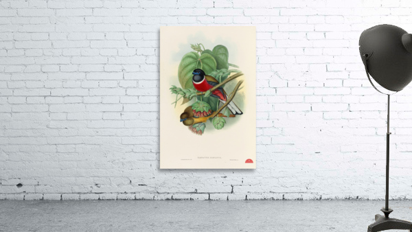 John Gould trogons 035 Wall Preview