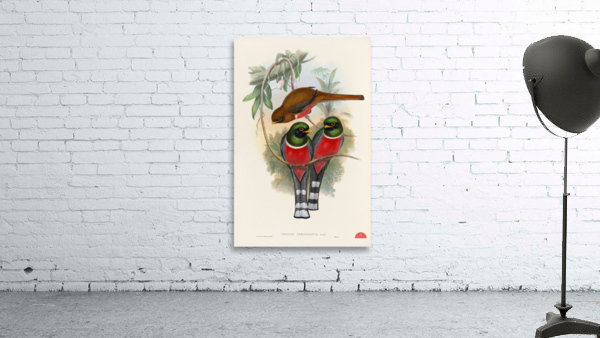 John Gould trogons 032 Wall Preview