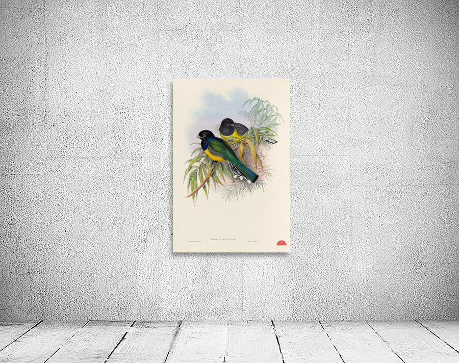 John Gould trogons 009 Wall Preview
