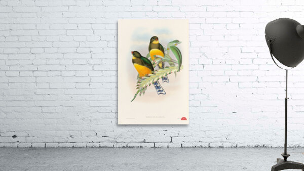 John Gould trogons 025 Wall Preview