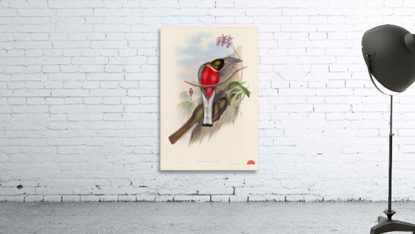 John Gould trogons 011 Wall Preview