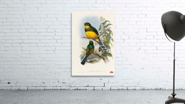John Gould trogons 024 Wall Preview