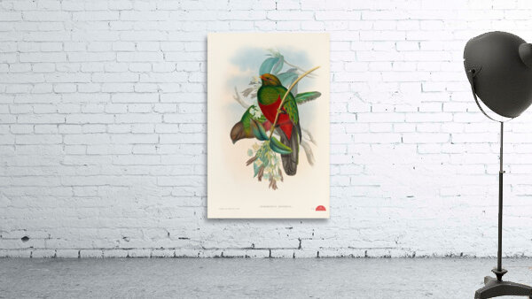 John Gould trogons 014 Wall Preview