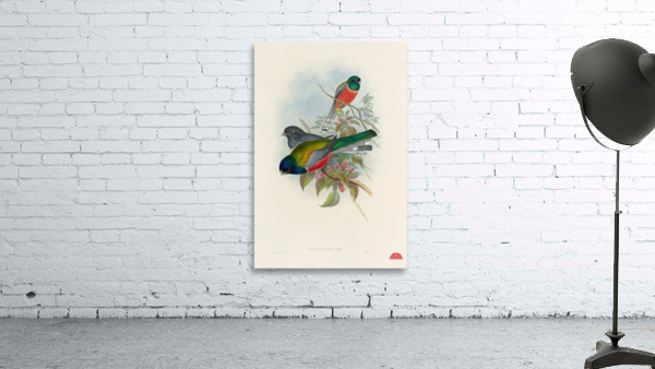 John Gould trogons 043 Wall Preview