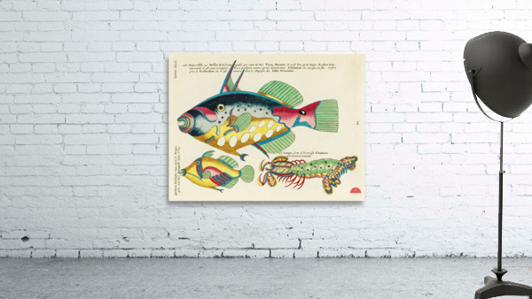 Colourful and surreal illustrations of maribe life found in Moluccas Indonesia and the East Indies by Louis Renard 1678 -1746 from Histoire naturelle des plus rares curiositez de la mer des Indes 1754. Wall Preview