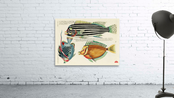 Colourful and surreal illustrations of fishes found in Moluccas Indonesia and the East Indies by Louis Renard 1678 -1746 from Histoire naturelle des plus rares curiositez de la mer des Indes 1754. Wall Preview