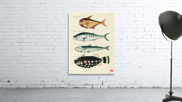 Colourful and surreal illustrations of fishes found in Moluccas Indonesia and the East Indies by Louis Renard 1678 -1746 from Histoire naturelle des plus rares curiositez de la mer des Indes 1754. Wall Preview