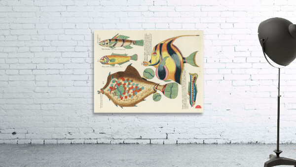 Colourful and surreal illustrations of fishes found in Moluccas Indonesia and the East Indies by Louis Renard 1678 -1746 from Histoire naturelle des plus rares curiositez de la mer des Indes 1754. Wall Preview