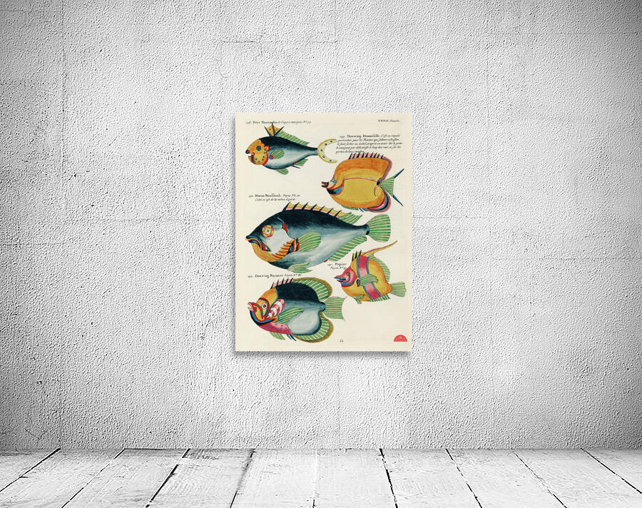 Colourful and surreal illustrations of fishes found in Moluccas Indonesia and the East Indies by Louis Renard 1678 -1746 from Histoire naturelle des plus rares curiositez de la mer des Indes 1754. Wall Preview