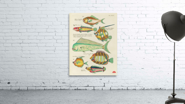 Colourful and surreal illustrations of fishes found in Moluccas Indonesia and the East Indies by Louis Renard 1678 -1746 from Histoire naturelle des plus rares curiositez de la mer des Indes 1754. Wall Preview
