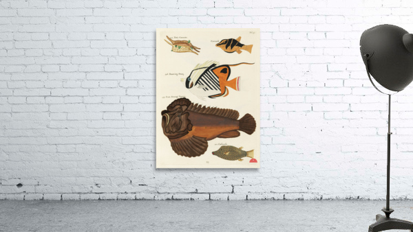 Colourful and surreal illustrations of fishes found in Moluccas Indonesia and the East Indies by Louis Renard 1678 -1746 from Histoire naturelle des plus rares curiositez de la mer des Indes 1754. Wall Preview