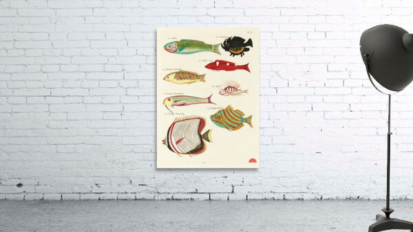 Colourful and surreal illustrations of fishes found in Moluccas Indonesia and the East Indies by Louis Renard 1678 -1746 from Histoire naturelle des plus rares curiositez de la mer des Indes 1754. Wall Preview
