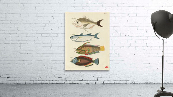 Colourful and surreal illustrations of fishes found in Moluccas Indonesia and the East Indies by Louis Renard 1678 -1746 from Histoire naturelle des plus rares curiositez de la mer des Indes 1754. Wall Preview