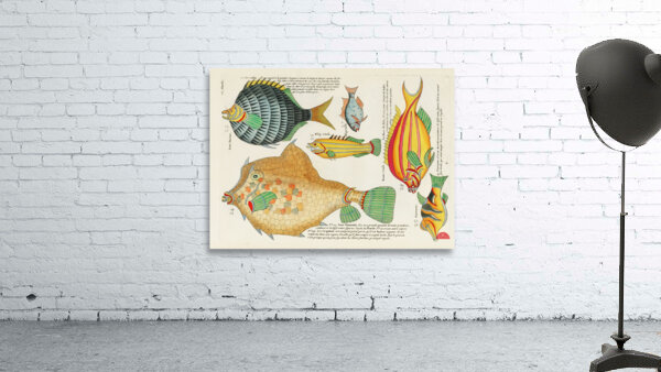 Colourful and surreal illustrations of fishes found in Moluccas Indonesia and the East Indies by Louis Renard 1678 -1746 from Histoire naturelle des plus rares curiositez de la mer des Indes 1754. Wall Preview