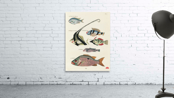 Colourful and surreal illustrations of fishes found in Moluccas Indonesia and the East Indies by Louis Renard 1678 -1746 from Histoire naturelle des plus rares curiositez de la mer des Indes 1754. Wall Preview