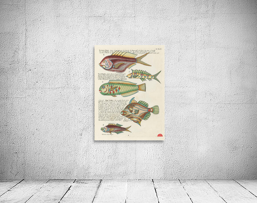 Colourful and surreal illustrations of fishes found in Moluccas Indonesia and the East Indies by Louis Renard 1678 -1746 from Histoire naturelle des plus rares curiositez de la mer des Indes 1754. Wall Preview