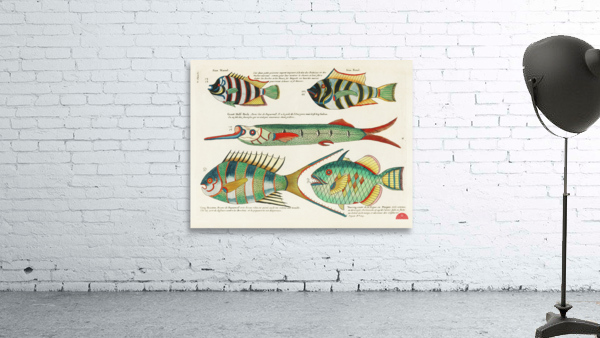 Colourful and surreal illustrations of fishes found in Moluccas Indonesia and the East Indies by Louis Renard 1678 -1746 from Histoire naturelle des plus rares curiositez de la mer des Indes 1754. Wall Preview