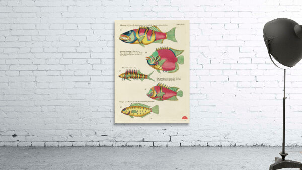 Colourful and surreal illustrations of fishes found in Moluccas Indonesia and the East Indies by Louis Renard 1678 -1746 from Histoire naturelle des plus rares curiositez de la mer des Indes 1754. Wall Preview