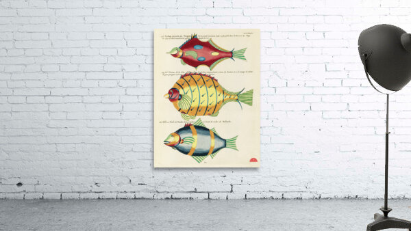 Colourful and surreal illustrations of fishes found in Moluccas Indonesia and the East Indies by Louis Renard 1678 -1746 from Histoire naturelle des plus rares curiositez de la mer des Indes 1754. Wall Preview