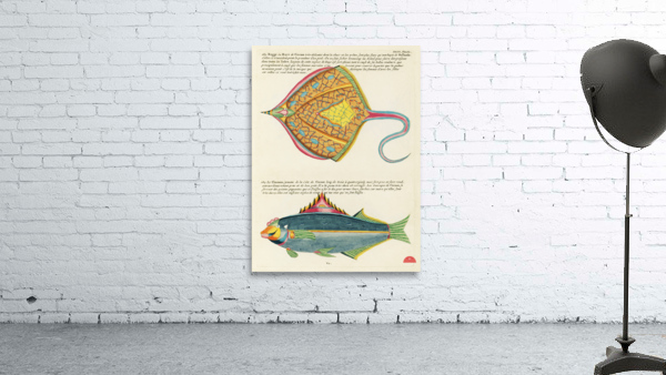 Colourful and surreal illustrations of fishes found in Moluccas Indonesia and the East Indies by Louis Renard 1678 -1746 from Histoire naturelle des plus rares curiositez de la mer des Indes 1754. Wall Preview