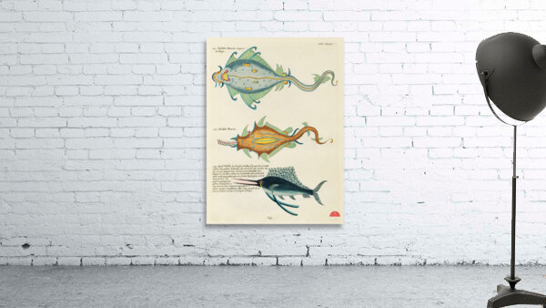 Colourful and surreal illustrations of fishes found in Moluccas Indonesia and the East Indies by Louis Renard 1678 -1746 from Histoire naturelle des plus rares curiositez de la mer des Indes 1754. Wall Preview