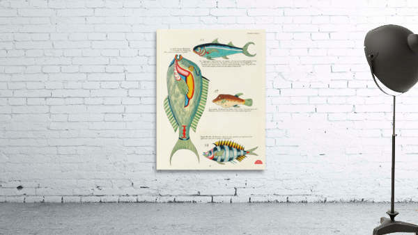 Colourful and surreal illustrations of fishes found in Moluccas Indonesia and the East Indies by Louis Renard 1678 -1746 from Histoire naturelle des plus rares curiositez de la mer des Indes 1754. Wall Preview