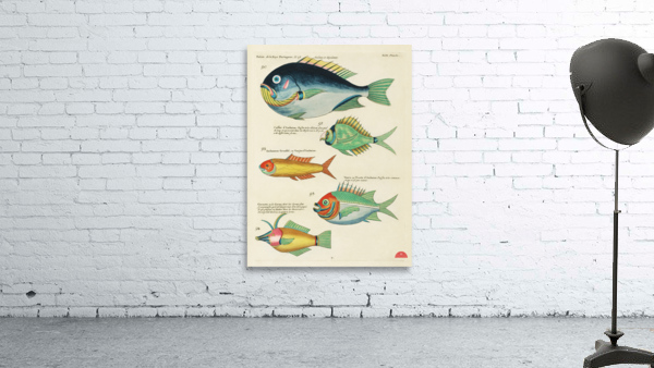 Colourful and surreal illustrations of fishes found in Moluccas Indonesia and the East Indies by Louis Renard 1678 -1746 from Histoire naturelle des plus rares curiositez de la mer des Indes 1754. Wall Preview