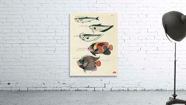 Colourful and surreal illustrations of fishes found in Moluccas Indonesia and the East Indies by Louis Renard 1678 -1746 from Histoire naturelle des plus rares curiositez de la mer des Indes 1754. Wall Preview