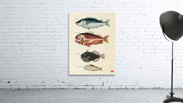 Colourful and surreal illustrations of fishes found in Moluccas Indonesia and the East Indies by Louis Renard 1678 -1746 from Histoire naturelle des plus rares curiositez de la mer des Indes 1754. Wall Preview