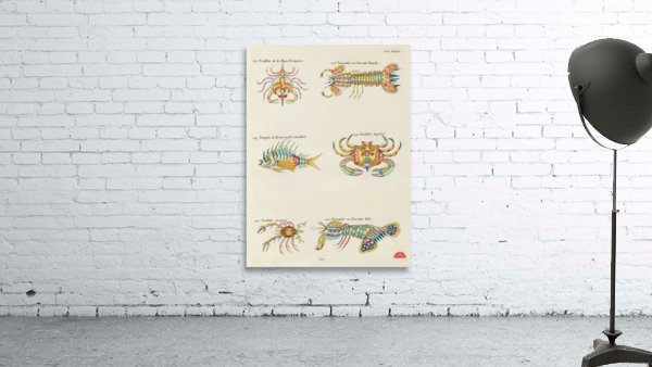 Colourful and surreal illustrations of crabs and lobster found in Moluccas Indonesia and the East Indies by Louis Renard 1678 -1746 from Histoire naturelle des plus rares curiositez de la mer des Indes 1754. Wall Preview