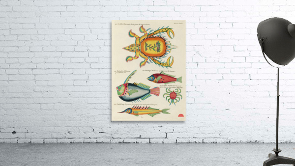 Colourful and surreal illustrations of fishes and lobster found in Moluccas Indonesia and the East Indies by Louis Renard 1678 -1746 from Histoire naturelle des plus rares curiositez de la mer des Indes 1754. Wall Preview