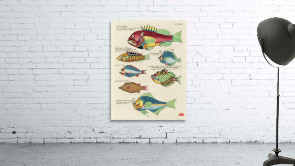 Colourful and surreal illustrations of fishes found in Moluccas Indonesia and the East Indies by Louis Renard 1678 -1746 from Histoire naturelle des plus rares curiositez de la mer des Indes 1754. Wall Preview