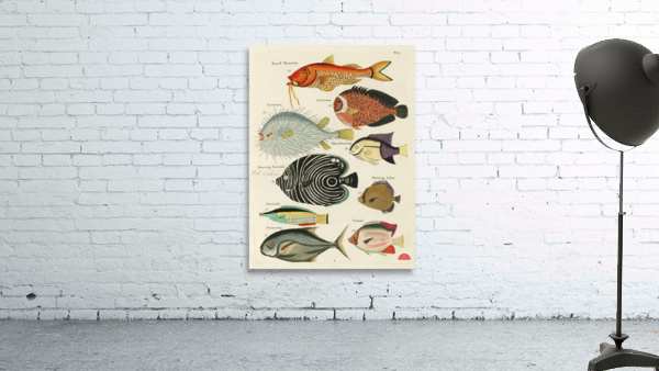 Colourful and surreal illustrations of fishes found in Moluccas Indonesia and the East Indies by Louis Renard 1678 -1746 from Histoire naturelle des plus rares curiositez de la mer des Indes 1754. Wall Preview