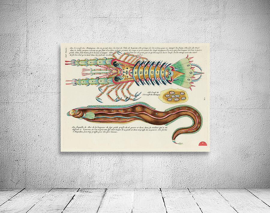 Colourful and surreal illustrations of fish and lobster found in Moluccas Indonesia and the East Indies by Louis Renard 1678 -1746 from Histoire naturelle des plus rares curiositez de la mer des Indes 1754. Wall Preview